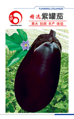 精选紫罐茄