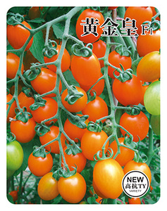 黄金皇