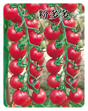 粉多多